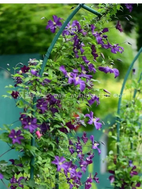 铁艺拱门花架月季花爬藤架铁线莲葡萄架蔷薇细节展示